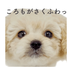 ころもがさくふわっ！犬との暮らし