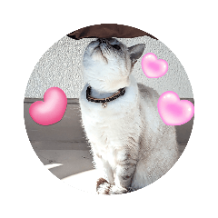 リアルCOCOにゃん