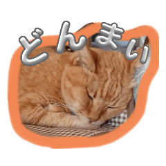 ベルたんの寝言