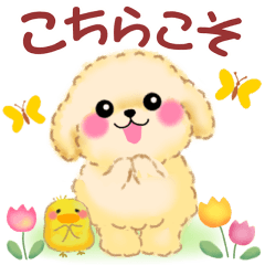 かわいいトイプードル❤️思いやり言葉