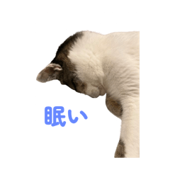 我が家の猫Part2！！