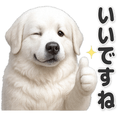 【敬語】使いやすい！グレート・ピレニーズ