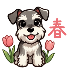 春のシュナウザー