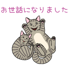 [お世話になりました専用]人面グレートラ猫