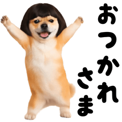 踊る☆おかっぱ頭の豆柴