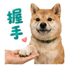 柴犬さつまいも｜トレーニング日常スタンプ