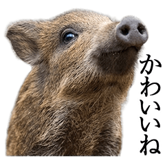BIG! ずっと使えるイノシシ