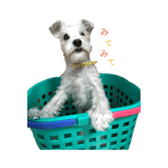 かごわんこ　❦ruan❦