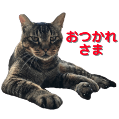 トラとニャンズ①