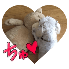 マルチーズのアールくん２