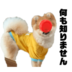 ポメ型モンスター☆ぷーくん 2