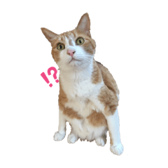 可愛い猫のビアンキくん