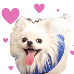 可愛いミックス犬ポメチーの日常会話