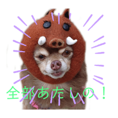 ワンだらけ パラダイス