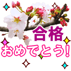 動く！合格祝いに花を♪桜