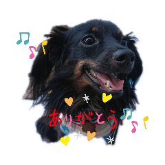 チワックスととろ