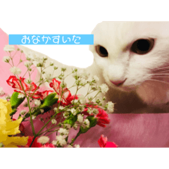 ネコのメルちゃんスタンプ