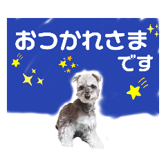 シュナの日常②