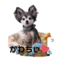 チワワのちぃちゃん♡