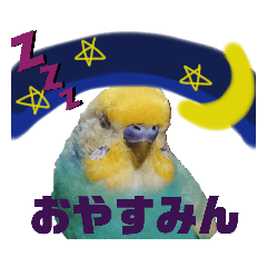 インコの空ちゃんだらけ