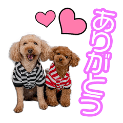 米澤家のティアラちゃん＆たけるくん