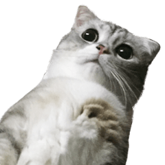 うちのにゃんズ。