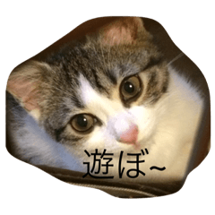 たいちゃんのだいずスタンプ