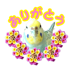 ツンデレピーちゃん