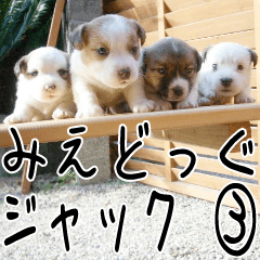 みえどっぐスタンプ ジャックラッセル編 ３