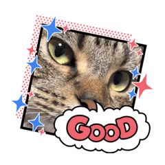 マンチカンの茶々2