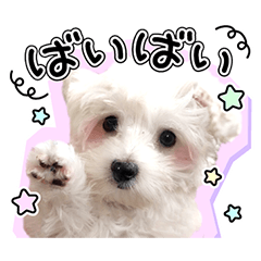 実写スタンプ♪白いふわふわ子犬のこりん