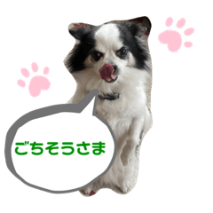 可愛い犬のあいさつ