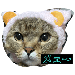 トラ吉　スタンプ