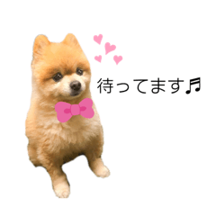 ポメラニアンスタンプ(チャコ)