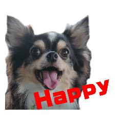 チワワ 蓮くん(Ｖｅｒ．2) ブラック ロング