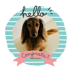 アンのダックス（カニンヘン)