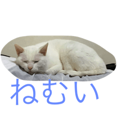 ラムネちゃんの日常