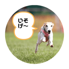 おると、ちょっちょ、ういちゃん