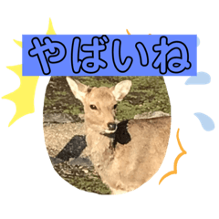 しかしながら鹿です