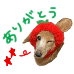 小林家のりんさん