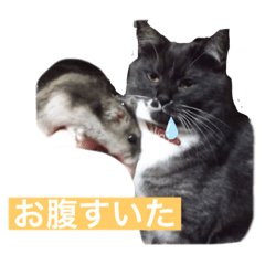猫にゃにゃみ