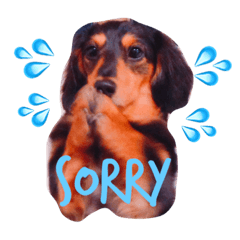 ミニチュアダックス「ベック」(ハヤテもね)