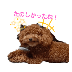 トイプードル　とわくんスタンプ　第四段