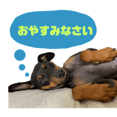 ミニピンとろろの気持ち