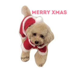 トイプー ポン太くん&メロディーちゃん