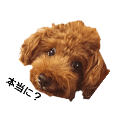 佐藤もこ君のスタンプ