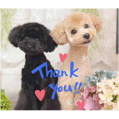 ぷあちゃんろあちゃんすたんぷ