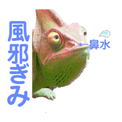 カメレオン爬虫類