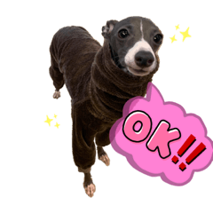 イタグレ　あおの日常