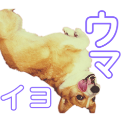 四文字コーギー